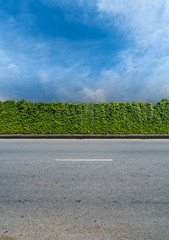 Green hedge fence