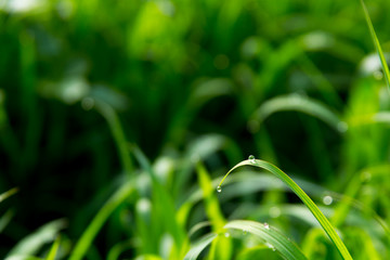 Green grass with dew drops