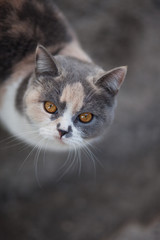 portrait of cute gray and white cat with big muzzle