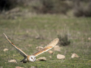 Obraz premium Barn owl (Tyto alba) flying in a falconry exhibition