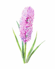 Fototapeta premium watercolor one lilac flower isolated on white background