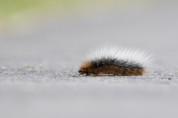 tiger moth caterpillar
