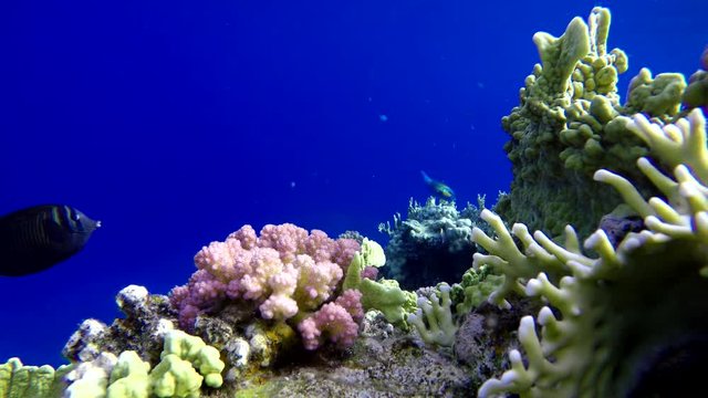 Ocean observing in vivo. Video shooting at a shallow depth. The corals and tropical fish.