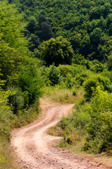 Beautiful wood at the sunset. Environment protection