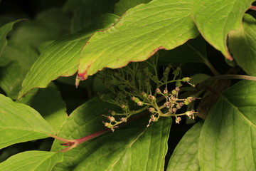 Hartriegel im Garten