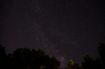 Fototapeta na wymiar Forest trees under Milky Way in night sky