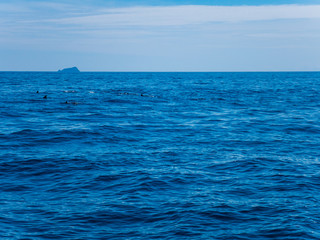 Obraz premium Blue ocean and sky with group of dolphins