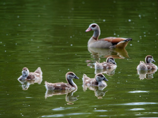 Junge Enten