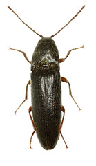 Click Beetle Melanotus on white Background  -  Melanotus villosus (Geoffroy, 1785)