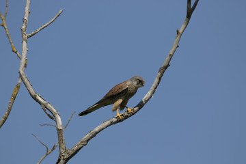 Kestrel
