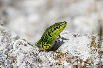 Ramarro - Lacerta bilineata