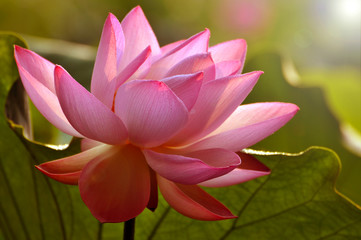 Obraz premium Blossom lotus flower