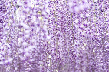 Purple Wisteria Flowers