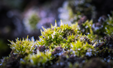 photo of forest nature in early spring