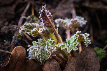 photo of forest nature in early spring