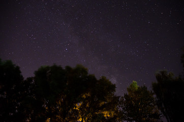 beautiful night sky, the Milky Way and the trees