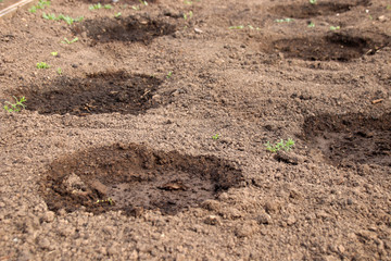 Watered vegetable holes with planted cucumber seeds in the spring garden