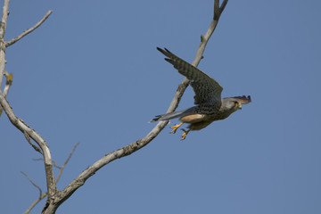 Kestrel