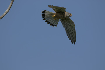Kestrel
