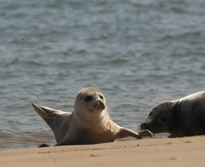 Fototapeta premium Grey Seal pups (Halichoerus grypus) on beach at Wells-next-the-Sea, Norfolk