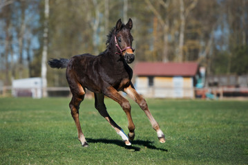 brown foal runs outdoors in summer