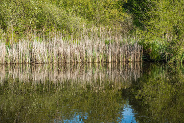 Obraz premium Pond Reflections 3