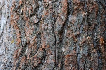 beautiful natural texture of bark wood plank use as nature wooden textured