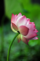 Fototapeta na wymiar Blossom lotus flower