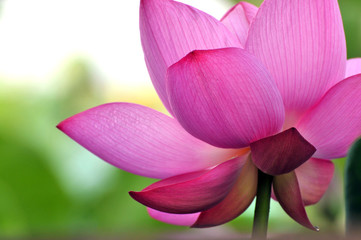 Blossom lotus flower