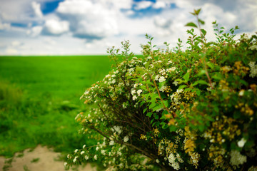 Fototapeta premium Field with colors and blue sky with clouds