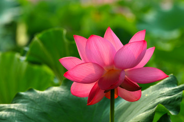 Obraz premium Blossom lotus flower