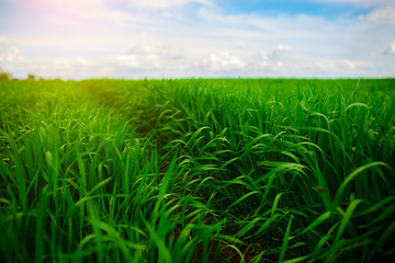 Obraz premium Close up of fresh thick grass with water drops in the early morning
