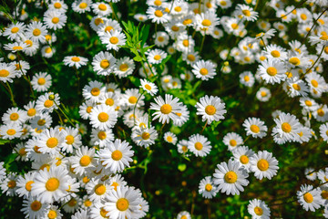 Selective focus daisy flowers - wild chamomile. Green grass and chamomiles in the nature