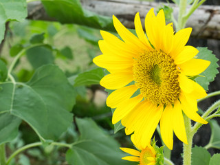 Close up beautiful sunflower.
