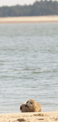 Naklejka premium Grey Seal pups (Halichoerus grypus) on beach at Wells-next-the-Sea, Norfolk