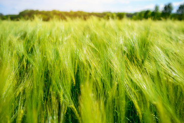 landscape of barley field in early summer