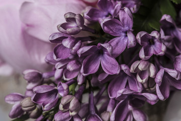 Purple petal flowers close up