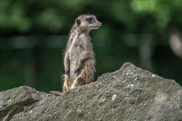erdmännchen hält wache