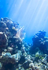 Foto op Aluminium red sea underwater coral reef © Igor Normann