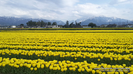 Yellow Tulip Fields
