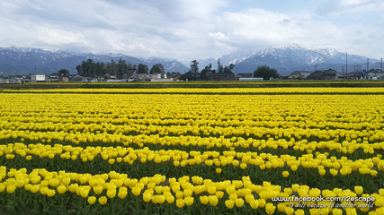Yellow Tulip Fields