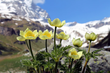 Obraz na płótnie Canvas Alpine anemone in summer mountain scenery