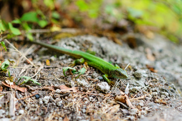 Green lizard on a background of pine bark.