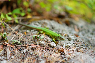 Green lizard on a background of pine bark.