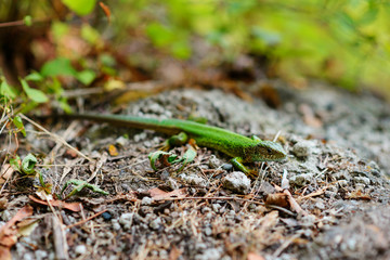 Green lizard on a background of pine bark.