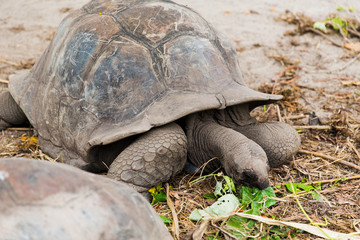 giant tortoises outdoors on seychelles
