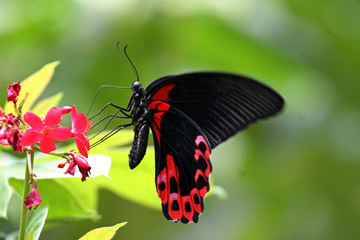 Fototapeta na wymiar Scarlet Mormon butterfly, Sentosa, Singapore