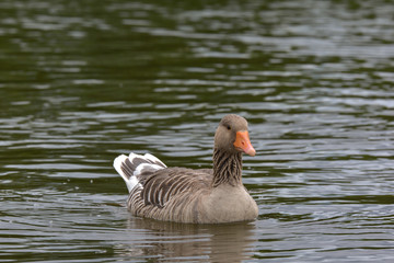 Graugänse im See