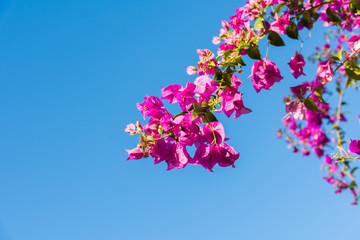 Branch of beautiful bougainvillea flowers on blue sky background