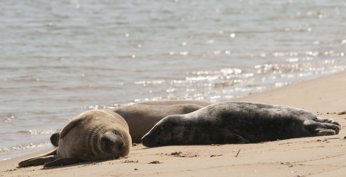 Grey Seal pups (Halichoerus grypus)  on beach at Wells-next-the-Sea, Norfolk